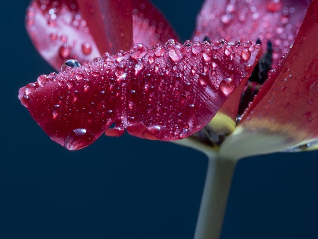 Foto la flor