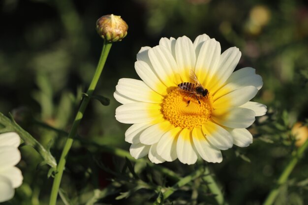 Foto flor