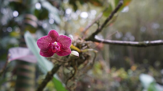 Foto flor