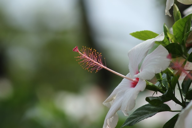 ¡Flor!