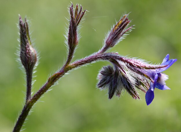 Flor