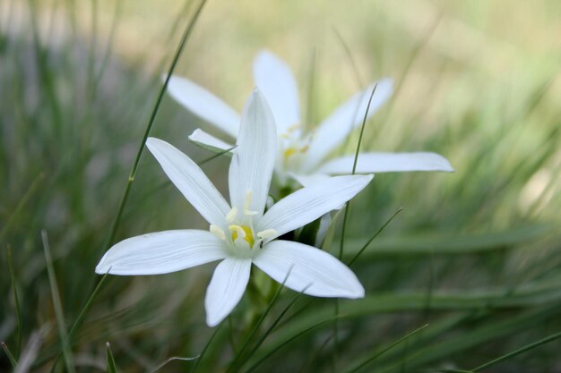 Flor