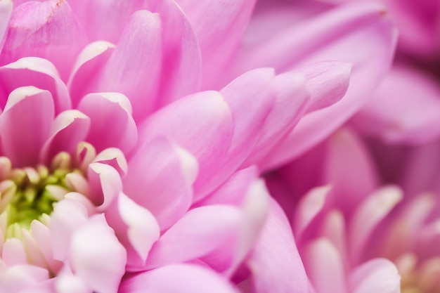 Flora branding e amor conceito margarida rosa pétalas de flores em flor abstrato floral flor arte backg ...