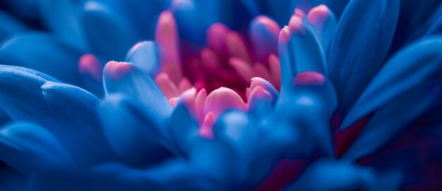 Flora-Branding und Liebeskonzept blaue Gänseblümchenblütenblätter in voller Blüte abstrakte Blumenblüten-Kunsth...