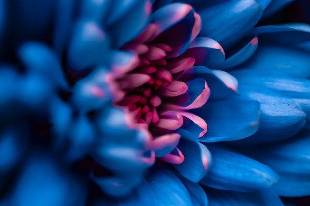 Flora-Branding und Liebeskonzept blaue Gänseblümchenblütenblätter in voller Blüte abstrakter Blumenblüten-Kunsth...