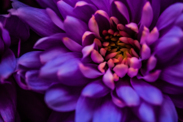 Flora Branding und Liebeskonzept lila Gänseblümchenblütenblätter in voller Blüte abstrakte Blumenblütenblumen im Frühling Natur für Parfümduft Hochzeit Luxus Schönheitsmarke Urlaubsdesign