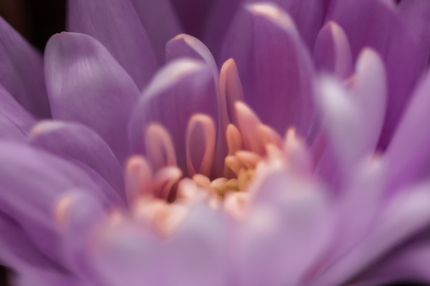 Flora Branding und Liebeskonzept lila Gänseblümchenblütenblätter in voller Blüte abstrakte Blumenblütenkunst ...