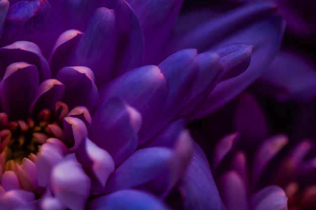 Flora Branding und Liebeskonzept lila Gänseblümchenblütenblätter in voller Blüte abstrakte Blumenblütenkunst ...