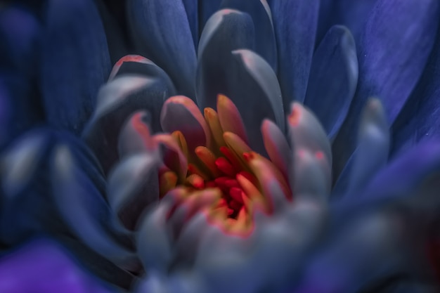 Flora Branding und Liebeskonzept lila Gänseblümchenblütenblätter in voller Blüte abstrakte Blumenblütenkunst ...