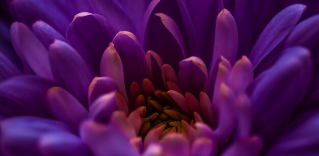 Flora Branding und Liebeskonzept lila Gänseblümchenblütenblätter in voller Blüte abstrakte Blumenblütenkunst ...