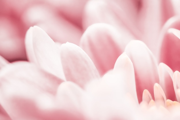 Flora-Branding und Liebeskonzept rosa Gänseblümchenblütenblätter in voller Blüte abstrakter Blumenblüten-Kunsth...