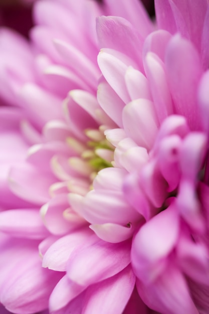 Flora-Branding und Liebeskonzept rosa Gänseblümchenblütenblätter in voller Blüte abstrakter Blumenblüten-Kunsth...