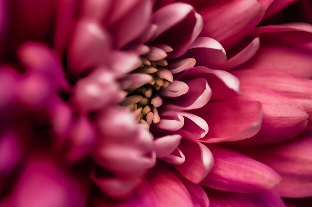 Flora-Branding und Liebeskonzept rote Gänseblümchenblütenblätter in voller Blüte abstrakte Blumenblüten-Kunsthintergr...