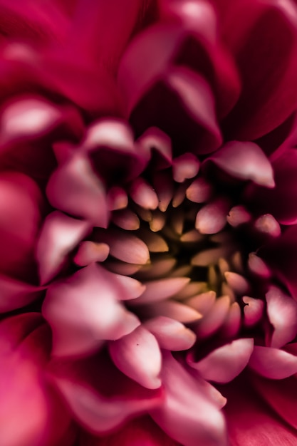 Foto flora-branding und liebeskonzept rote gänseblümchenblütenblätter in voller blüte abstrakte blumenblüten-kunsthintergrundblumen im frühling natur für parfümduft hochzeit luxus-schönheitsmarke urlaubsdesign