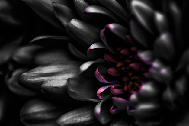 Flora Branding und Liebeskonzept schwarze Gänseblümchenblütenblätter in voller Blüte abstrakte Blumenblütenkunst zurück...