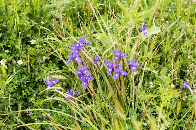 Flora da Grécia Uma rara íris de primavera Moraea sisyrinchium cresce em um prado fechado em um dia ensolarado