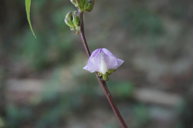 Foto flora da montanha tara