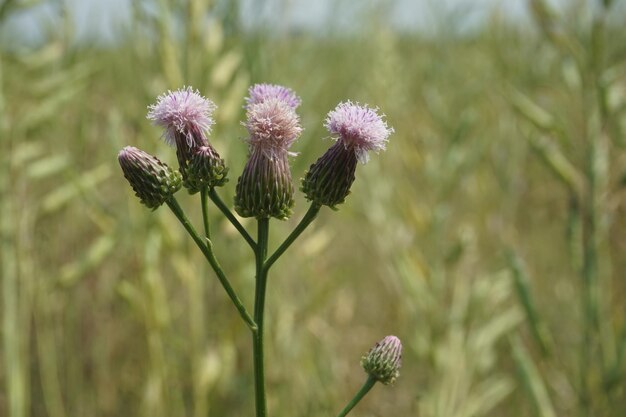 Flora des Tara-Gebirges