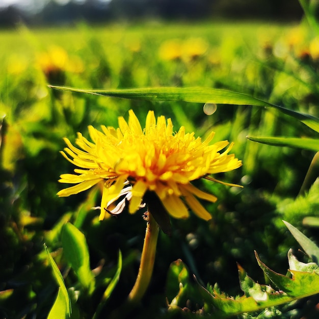 Flora de diente de león amarillo