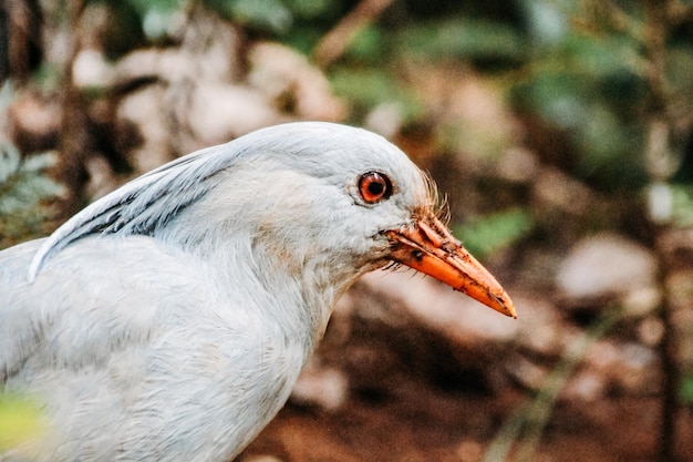 Flora e fauna da natureza virgem da Nova Caledônia