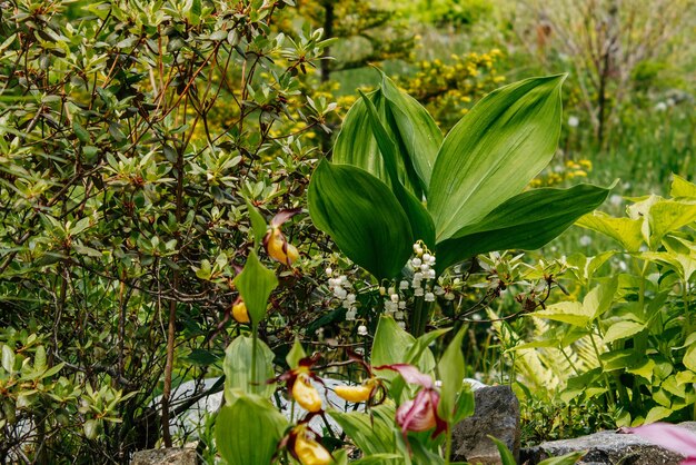 Flora e fauna do Extremo Oriente Russo Vida selvagem e flora e fauna da Rússia