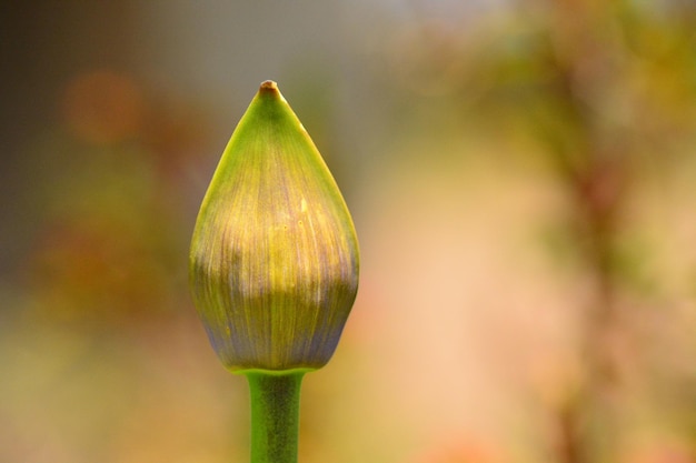 Flora en el Ecuador