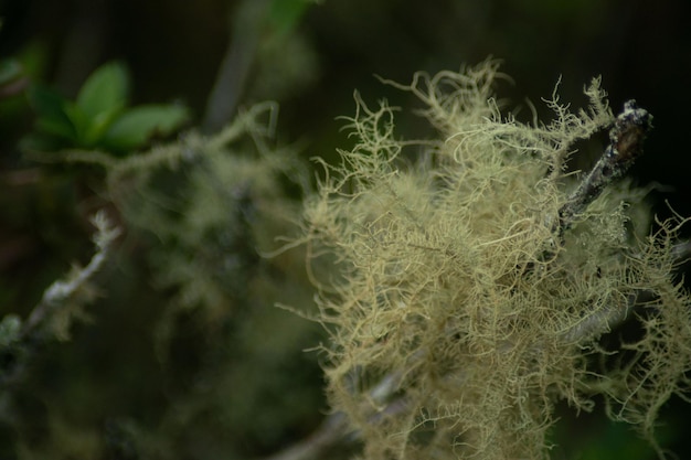 flora y fauna en Antioquia Colombia