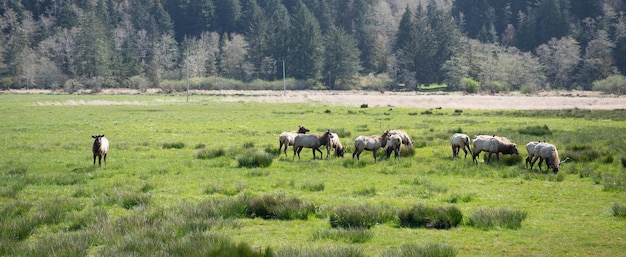 Flora y fauna. ciervo en la naturaleza. concepto de agricultura. manada de ciervos sobre hierba verde. animales salvajes en la vida silvestre.