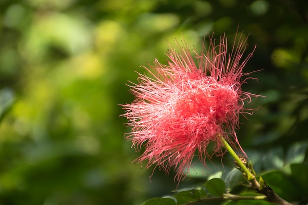 flora y fauna de colombia