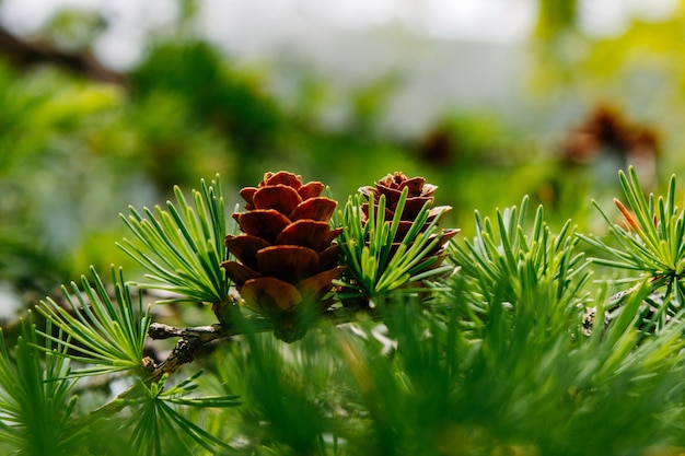 Flora y fauna del Lejano Oriente ruso Fauna y flora y fauna de Rusia