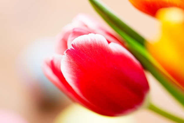 Flora, Gartenarbeit und Pflanzenkonzept - Nahaufnahme von Tulpenblumen