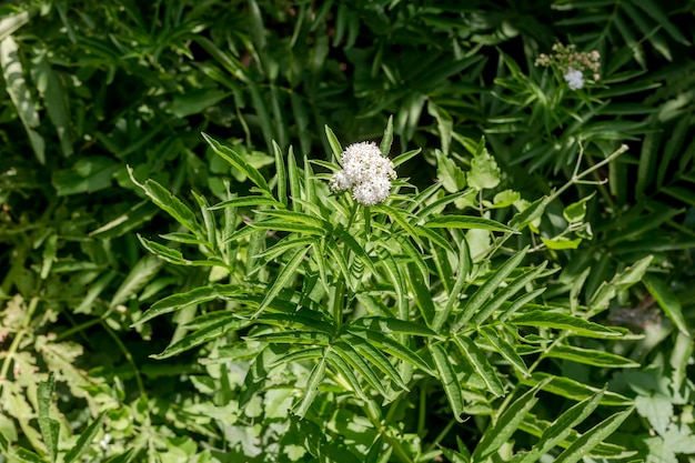 Foto flora griechenlands die heilkräuter zwergholunder sambucus ebulus mit weißen blüten wächst an einem sonnigen sommertag auf einer bergwiese