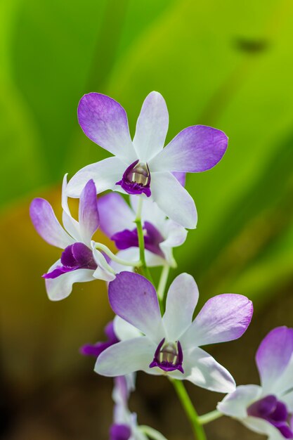 Flora indígena de hermosa orquídea tropical.