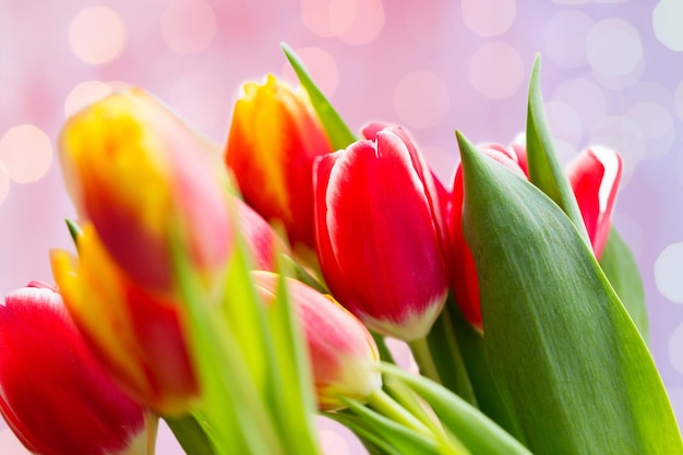 flora, jardinagem e conceito de planta - close-up de flores de tulipa