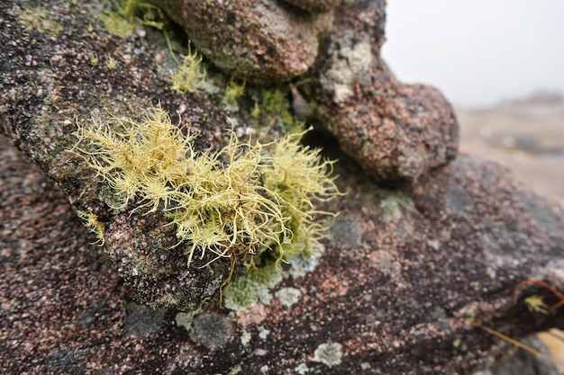 Foto flora local: pequeños musgos y líquenes, la mayoría endémicos de madagascar, que crecen sobre rocas en el parque nacional de andringitra, como se ve durante la caminata al pico boby.