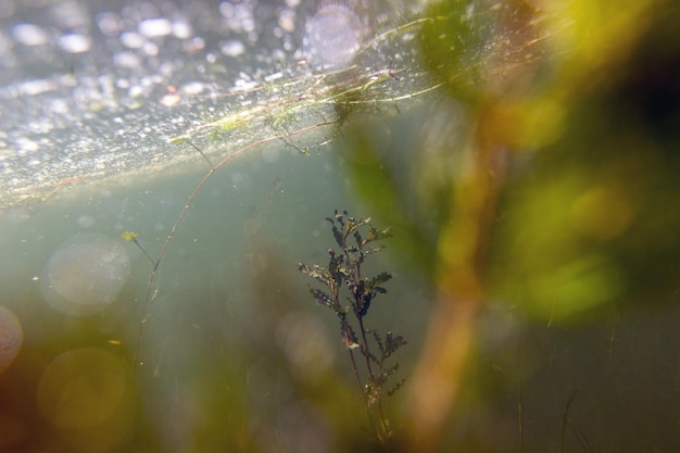 Foto flora subacuática plantas subacuáticas ríos lagos estanque