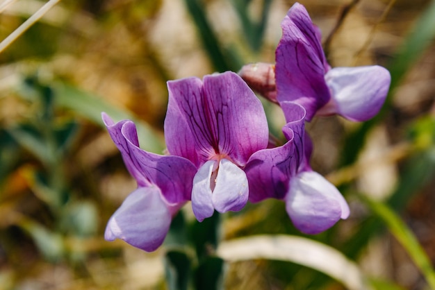 Flora und Fauna des russischen Fernen Ostens Wildlife und Flora und Fauna Russlands