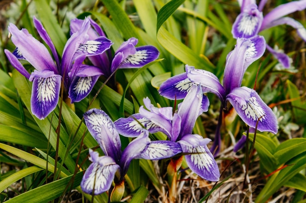 Flora und Fauna des russischen Fernen Ostens Wildlife und Flora und Fauna Russlands