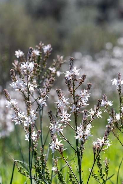 Foto flora von griechenland pflanze drimia maritima nahaufnahme