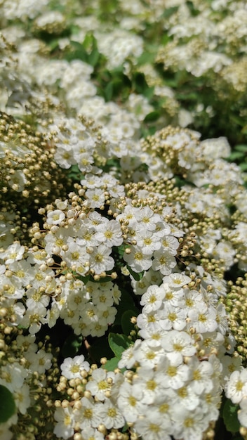 Foto floração abundante de flores brancas