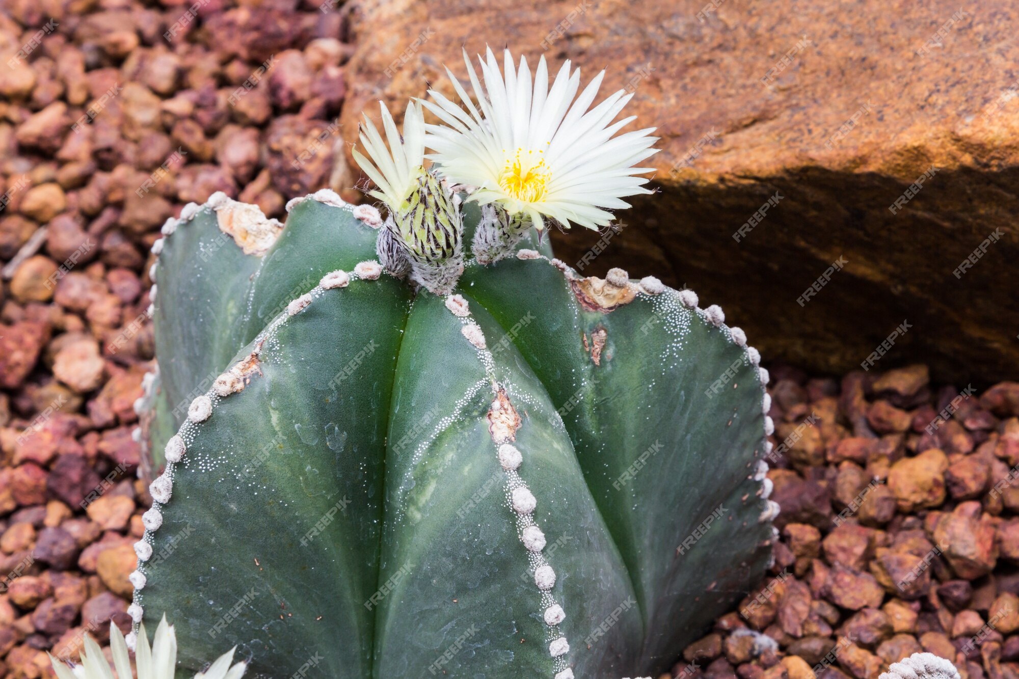 Floração bonita de flores brancas de cactos | Foto Premium