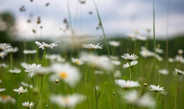 Floração. Camomila. Campo de camomila em flor, flores de camomila em um prado no verão, foco seletivo