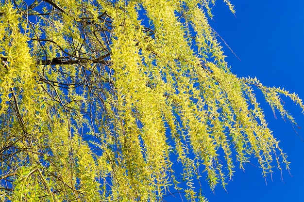 Floração com folhagem jovem verde e salgueiro amarelo