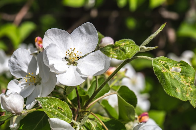 floração Crabapple árvore closeup