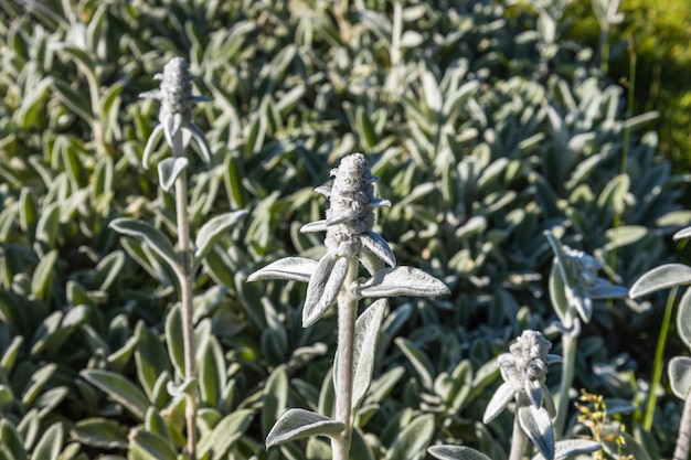 Floração da planta Thymus serpyllum no jardim de verão