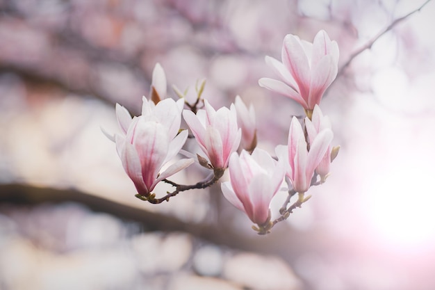 Floração da primaveraRamos de flores da árvore magnólia Abertura aberta com desfoque de luz e iluminaçãoPrimavera