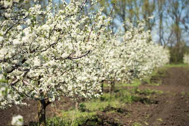 Floração de árvores e galhos no pomar de maçãs