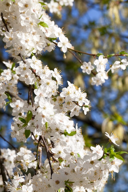 floração de árvores frutíferas na primavera