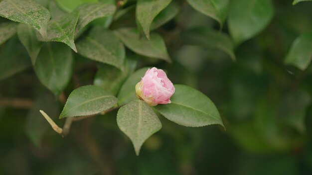 Floração de camélias, gênero de plantas com flores da família Theaceae