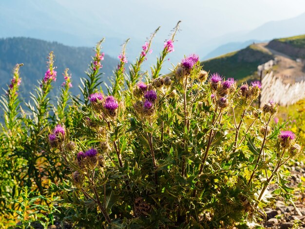 Floração de cardos roxos ao pôr do sol nas montanhas no verão